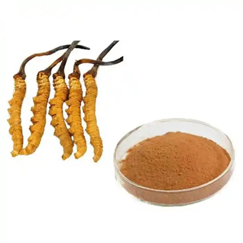 Cordyceps sinensis extract powder (1)